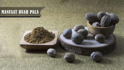 Ini Lima Manfaat Buah Pala Bagi Kesehatan, Diantaranya Jaga Kesehatan Otak