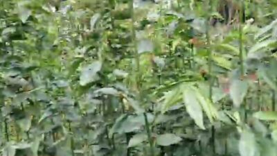 Tak Hanya Mengatasi Asam Lambung, Ini Sederet Manfaat Konsumsi Daun Katuk Bagi Kesehatan