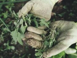 Nikmati Manfaat Berkebun di Rumah, Hobi Sederhana Pengusir Stres