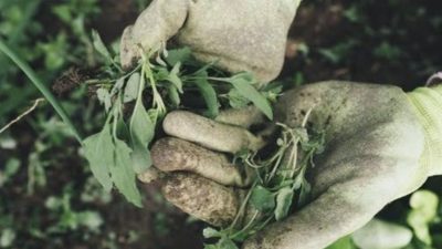 Nikmati Manfaat Berkebun di Rumah, Hobi Sederhana Pengusir Stres