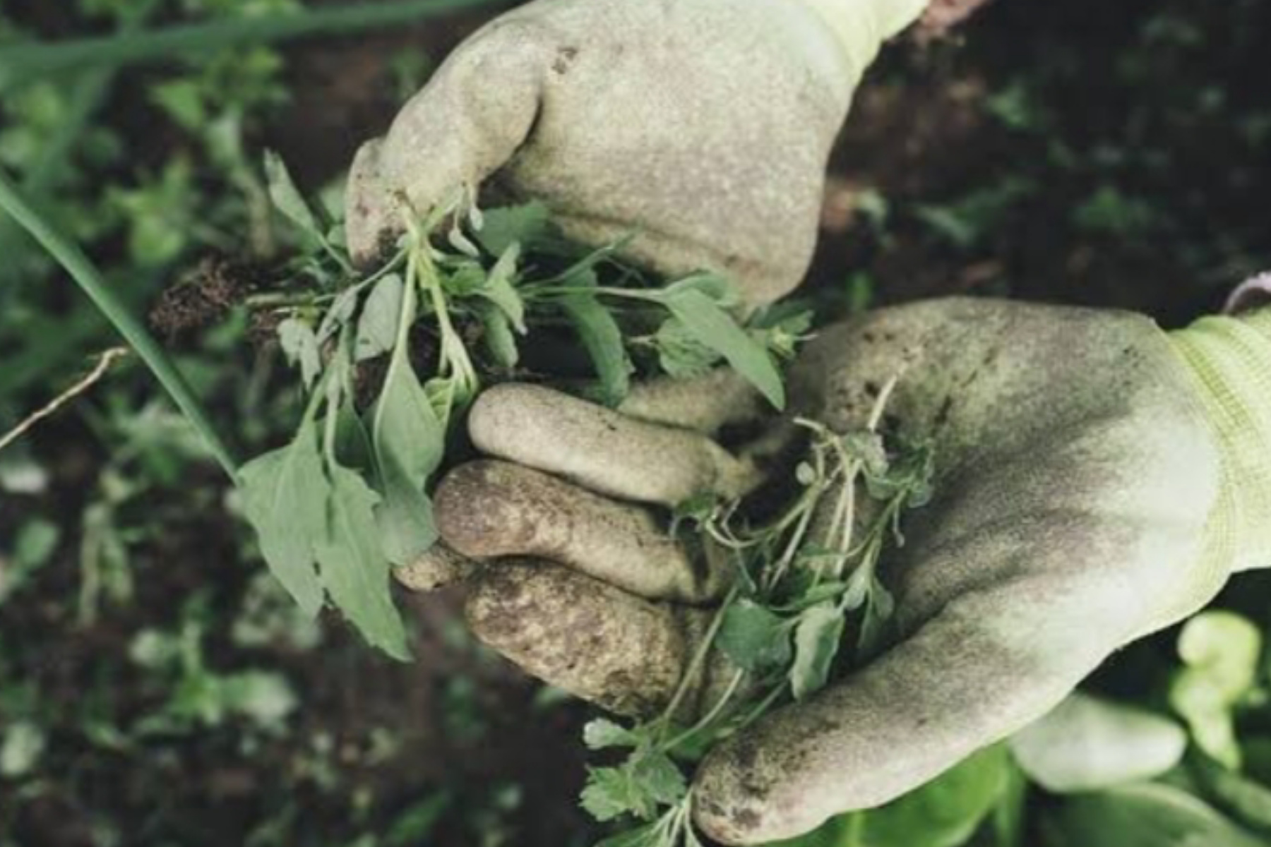 Manfaat Berkebun: Hobi Hijau untuk Kesehatan Mental