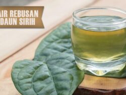 Catat! Ini 5 Manfaat Minum Air Rebusan Daun Sirih Bagi Kesehatan