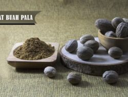 Ini Lima Manfaat Buah Pala Bagi Kesehatan, Diantaranya Jaga Kesehatan Otak