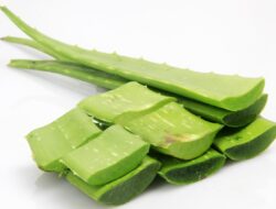 Studi: Lidah Buaya Dapat Atasi Masalah Asam Lambung