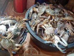 Tak Disangka, Ini Sederet Manfaat Rajungan bagi Tubuh