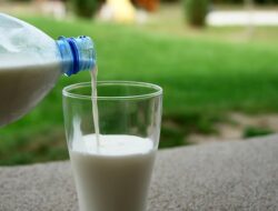 Ini Lima Manfaat Susu Kambing Etawa Bagi Kesehatan