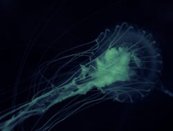 Bahaya Amuba Pemakan Otak di Balik Kolam Renang Air Tawar