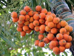 Ini Khasiat Buah Pinang, Diantaranya untuk Kesehatan Kulit