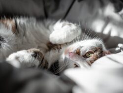 Waspada! Ini Bahaya Cakaran Kucing bagi Kesehatan