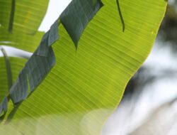 Tak Hanya Jadi Bungkus Makanan, Ini Sederet Manfaat Daun Pisang bagi Kesehatan Tubuh