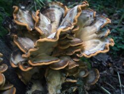 Jarang Didengar, Ini Manfaat dan Rahasia Jamur Lingzhi