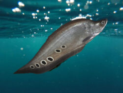 Berwujud Aneh, Ini Manfaat Ikan Belida bagi Kesehatan Tubuh