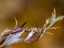 Jarang Diminati, Ini Manfaat Daun Kenikir bagi Kesehatan