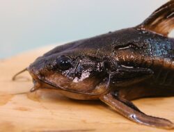 Selain Ikan Lele, Ini Sederet Ikan Air Tawar Yang Bermanfaat Bagi Kesehatan