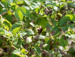 Sering Diabaikan, Ini Khasiat Istimewa dari Daun Ubi