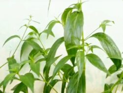 Tanaman Herbal Ini Mengandung Banyak Nutrisi dan Manfaat