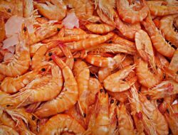 Udang Rebon, Si Kecil yang Miliki Banyak Khasiat