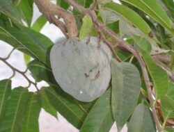 Waspada! Ini Efek Samping Rebusan Daun Sirsak