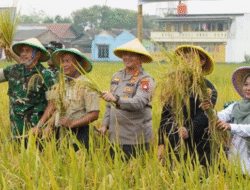 Panen Padi Serentak di Rorotan Perkuat Ketahanan dan Swasembada Pangan Jakarta Utara